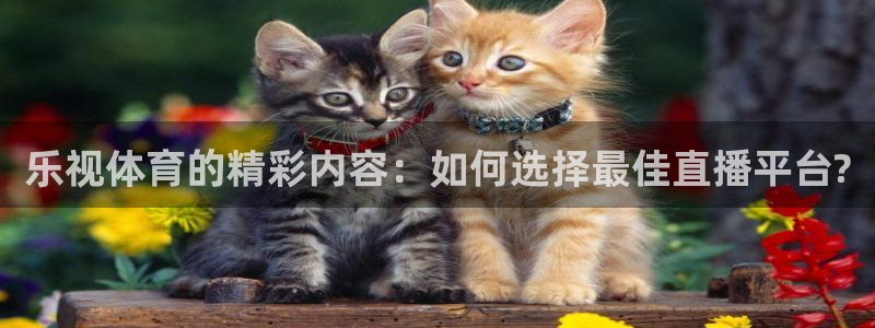 劲爆体育直播高清：乐视体育的精彩内容：如何选择最佳直播平台?